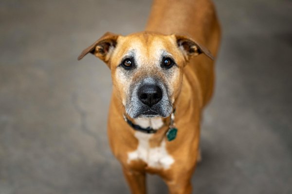 Destruction nid de frelon : conseils pratiques à connaître