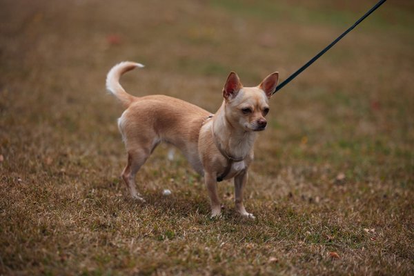 Les faits scientifiques fascinants sur les serpents