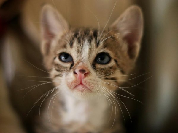 Les règles d'hygiène à respecter dans un café à chats