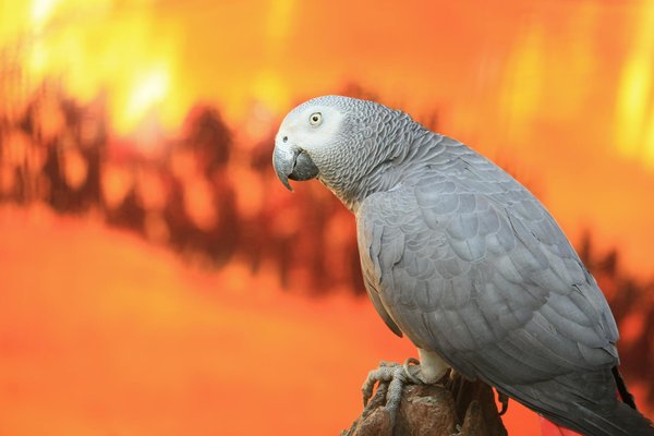 Protégez votre chien contre les parasites avec une pipette répulsive efficace